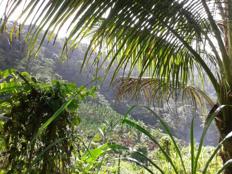 Roots Jungle Retreat Villa Marigot Exterior photo