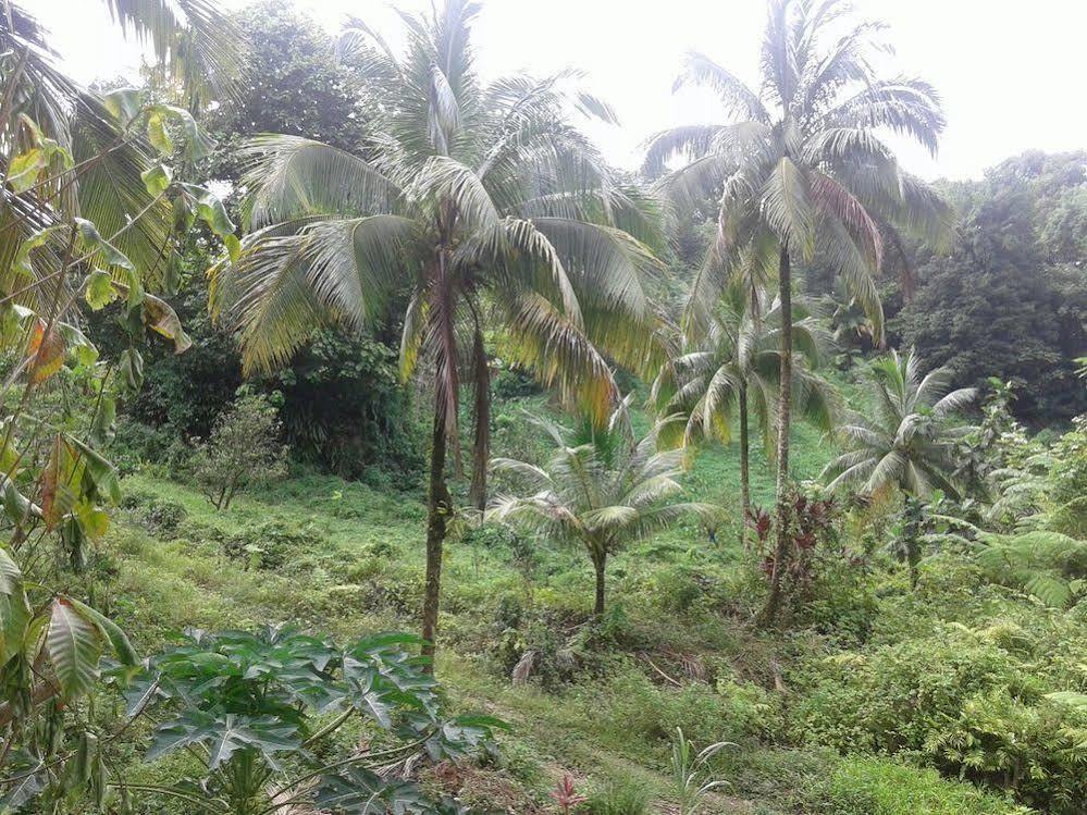 Roots Jungle Retreat Villa Marigot Exterior photo