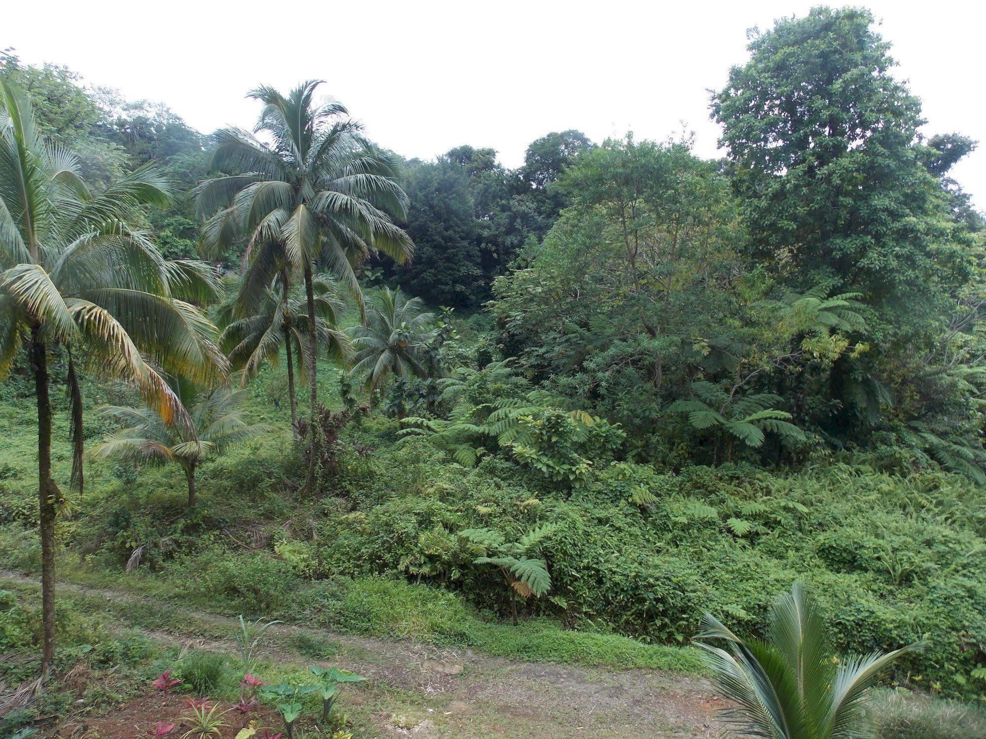 Roots Jungle Retreat Villa Marigot Exterior photo