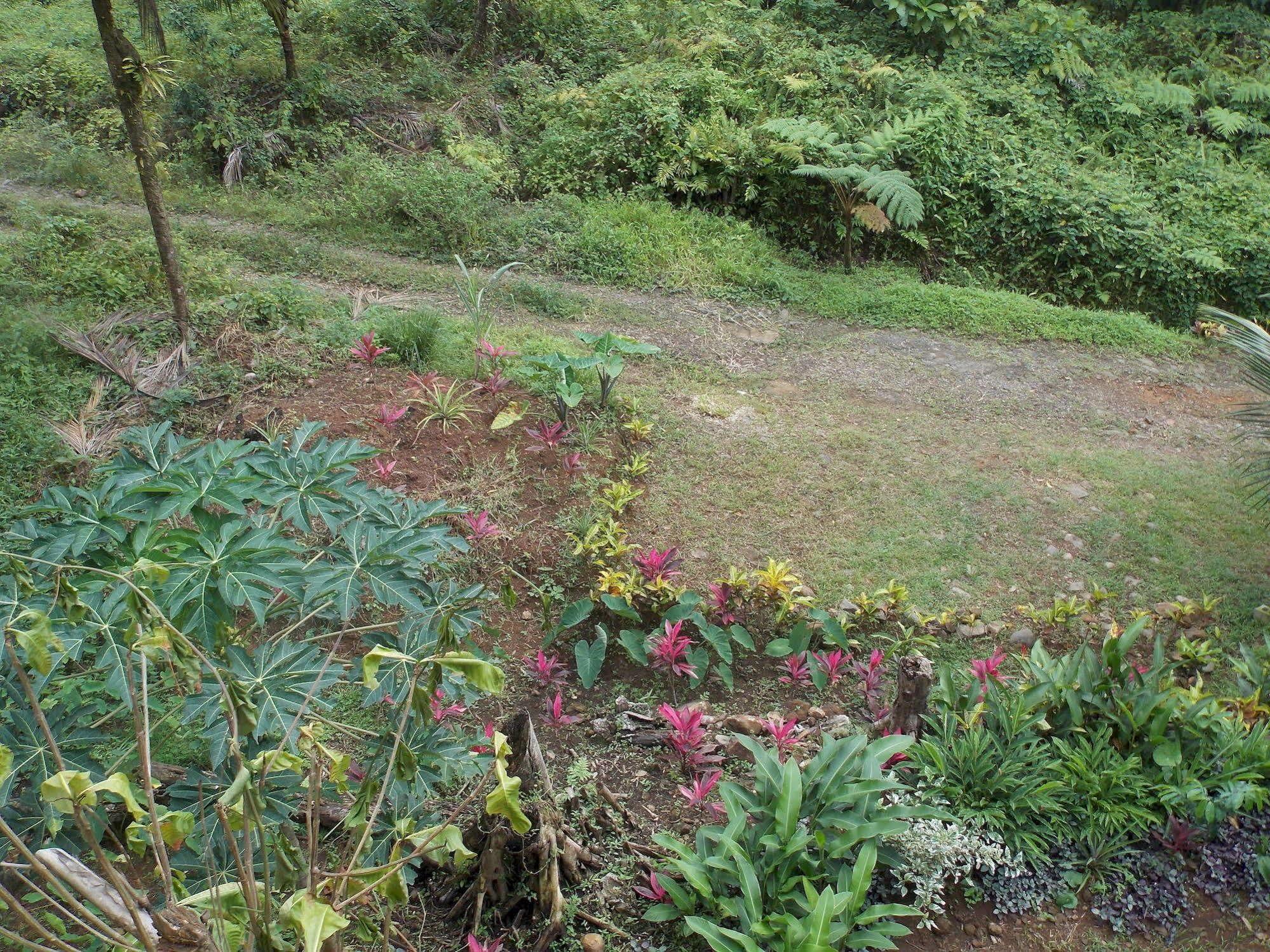 Roots Jungle Retreat Villa Marigot Exterior photo